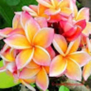 Meet your Posher, Jane